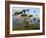 Eucalyptus Trees in Evening Light, Wilson's Promontory National Park, Victoria, Australia-Steve & Ann Toon-Framed Photographic Print