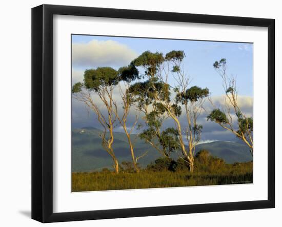 Eucalyptus Trees in Evening Light, Wilson's Promontory National Park, Victoria, Australia-Steve & Ann Toon-Framed Photographic Print