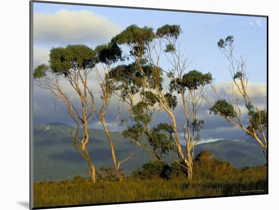 Eucalyptus Trees in Evening Light, Wilson's Promontory National Park, Victoria, Australia-Steve & Ann Toon-Mounted Photographic Print