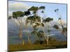 Eucalyptus Trees in Evening Light, Wilson's Promontory National Park, Victoria, Australia-Steve & Ann Toon-Mounted Photographic Print