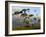 Eucalyptus Trees in Evening Light, Wilson's Promontory National Park, Victoria, Australia-Steve & Ann Toon-Framed Photographic Print