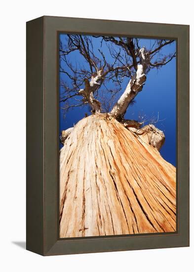 Eucalyptus trees killed by the drought 1996-2011, Lake Eucumbene, New South Wales, Australia-Ashley Cooper-Framed Premier Image Canvas