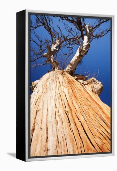 Eucalyptus trees killed by the drought 1996-2011, Lake Eucumbene, New South Wales, Australia-Ashley Cooper-Framed Premier Image Canvas