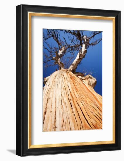 Eucalyptus trees killed by the drought 1996-2011, Lake Eucumbene, New South Wales, Australia-Ashley Cooper-Framed Photographic Print