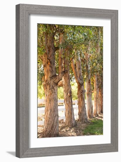 Eucalyptus Trees-Karyn Millet-Framed Photo