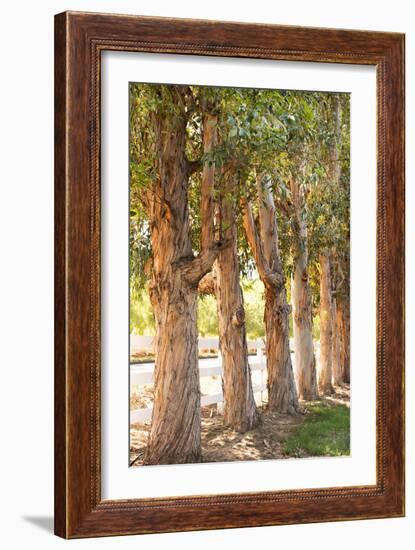 Eucalyptus Trees-Karyn Millet-Framed Photo