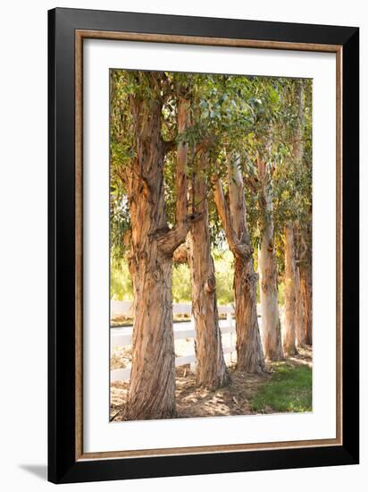 Eucalyptus Trees-Karyn Millet-Framed Photo