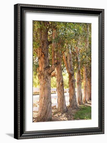 Eucalyptus Trees-Karyn Millet-Framed Photo