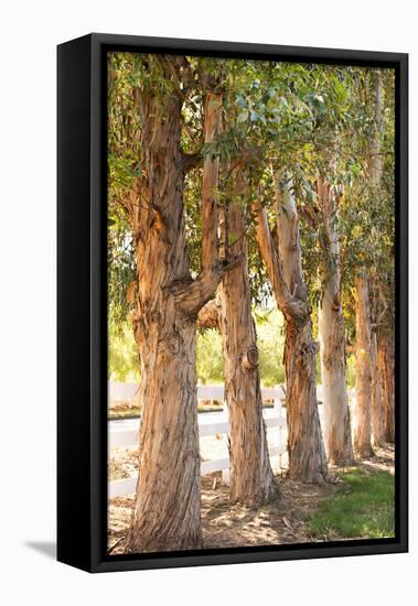 Eucalyptus Trees-Karyn Millet-Framed Stretched Canvas