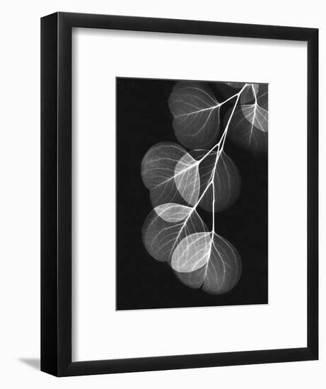 Eucalyptus Xray 1-Albert Koetsier-Framed Premium Giclee Print