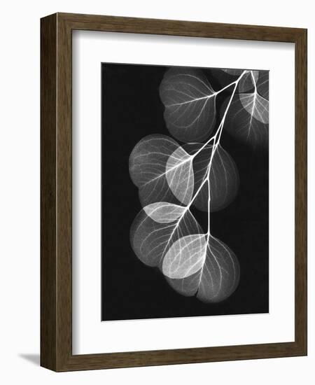 Eucalyptus Xray 1-Albert Koetsier-Framed Premium Giclee Print