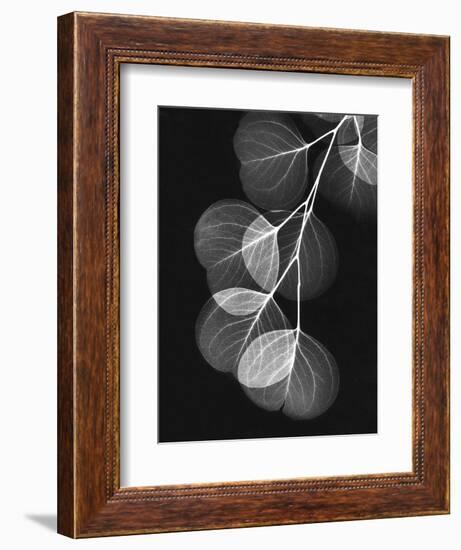 Eucalyptus Xray 1-Albert Koetsier-Framed Premium Giclee Print