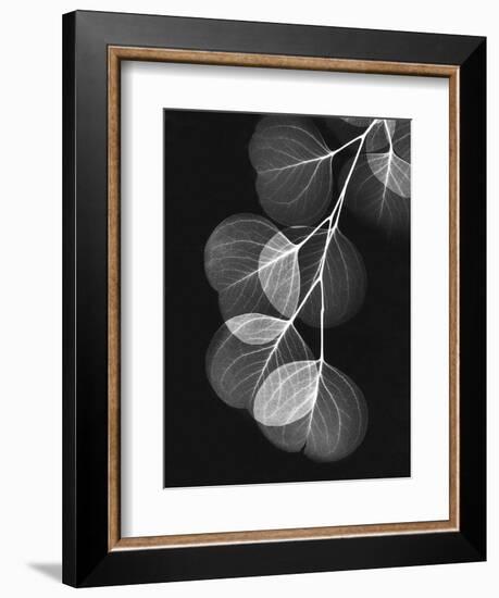 Eucalyptus Xray 1-Albert Koetsier-Framed Premium Giclee Print