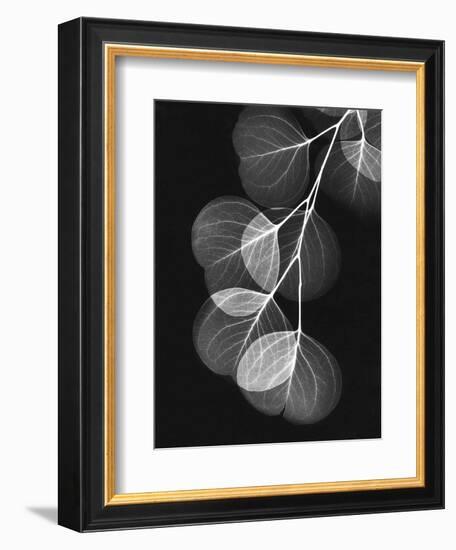 Eucalyptus Xray 1-Albert Koetsier-Framed Premium Giclee Print