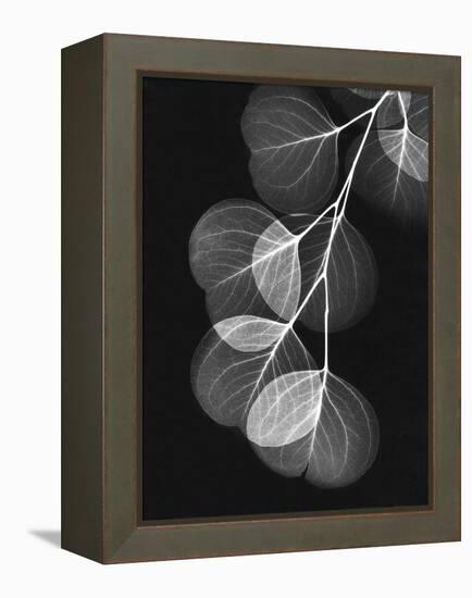 Eucalyptus Xray 1-Albert Koetsier-Framed Stretched Canvas