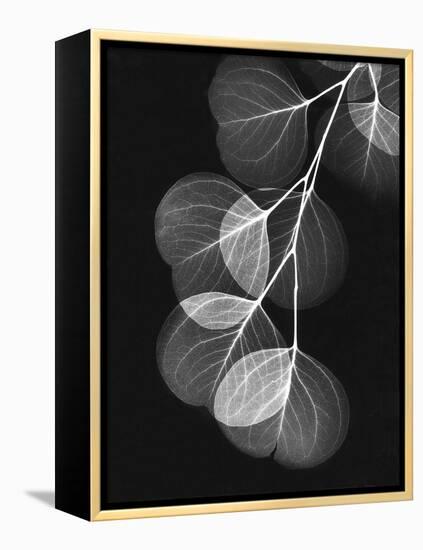 Eucalyptus Xray 1-Albert Koetsier-Framed Stretched Canvas