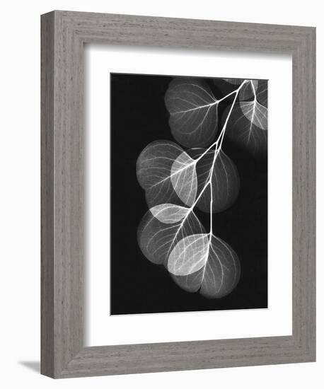 Eucalyptus Xray 1-Albert Koetsier-Framed Art Print