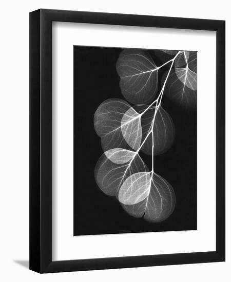 Eucalyptus Xray 1-Albert Koetsier-Framed Art Print