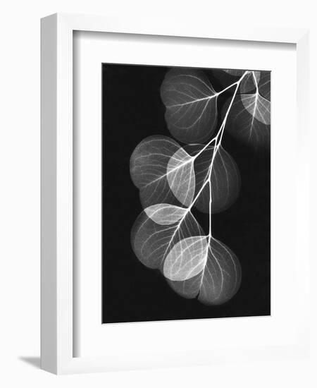 Eucalyptus Xray 1-Albert Koetsier-Framed Art Print