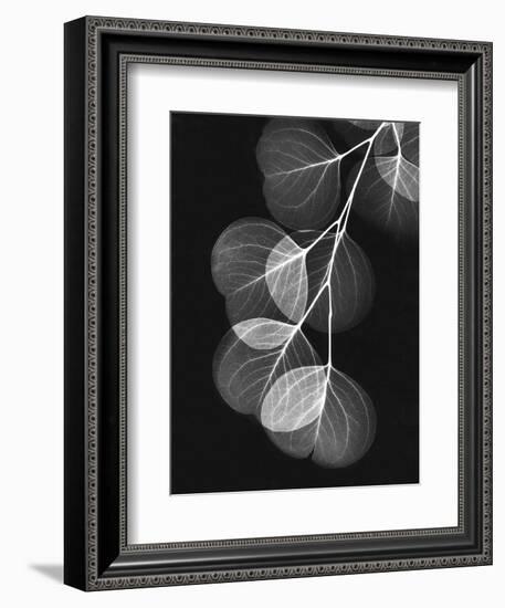 Eucalyptus Xray 1-Albert Koetsier-Framed Art Print