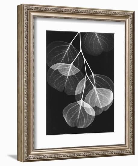 Eucalyptus Xray 2-Albert Koetsier-Framed Art Print