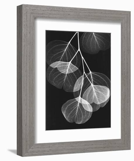 Eucalyptus Xray 2-Albert Koetsier-Framed Art Print