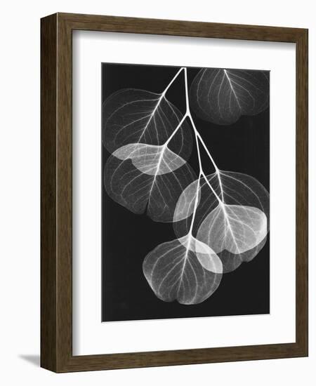 Eucalyptus Xray 2-Albert Koetsier-Framed Art Print