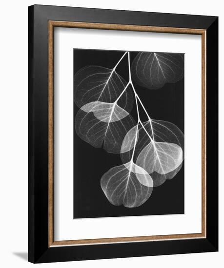 Eucalyptus Xray 2-Albert Koetsier-Framed Art Print