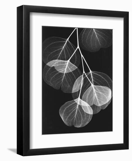Eucalyptus Xray 2-Albert Koetsier-Framed Art Print