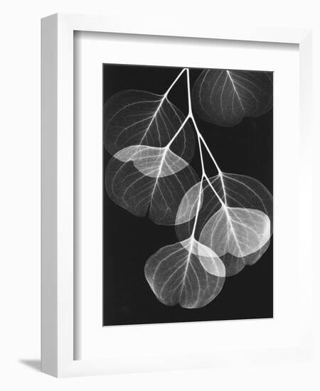 Eucalyptus Xray 2-Albert Koetsier-Framed Art Print