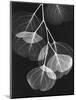 Eucalyptus Xray 2-Albert Koetsier-Mounted Art Print