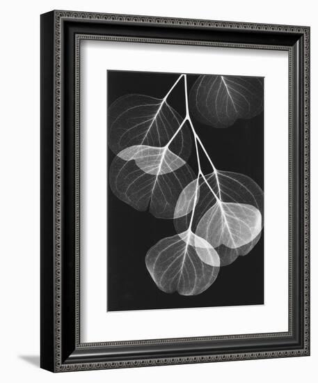 Eucalyptus Xray 2-Albert Koetsier-Framed Art Print