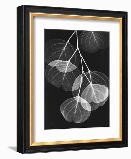 Eucalyptus Xray 2-Albert Koetsier-Framed Art Print