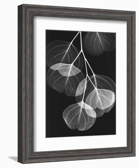 Eucalyptus Xray 2-Albert Koetsier-Framed Premium Giclee Print