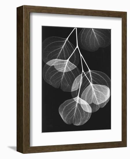 Eucalyptus Xray 2-Albert Koetsier-Framed Premium Giclee Print