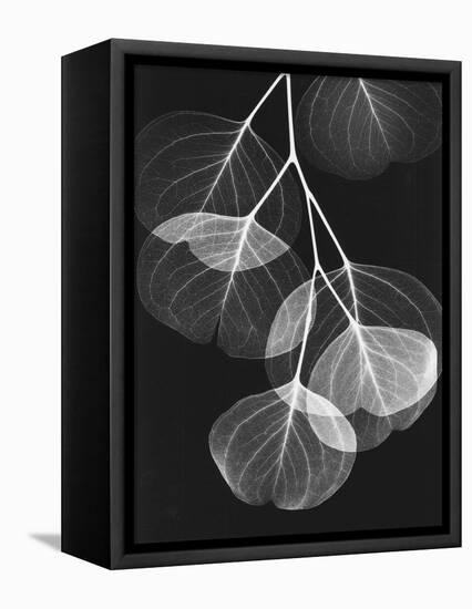 Eucalyptus Xray 2-Albert Koetsier-Framed Stretched Canvas