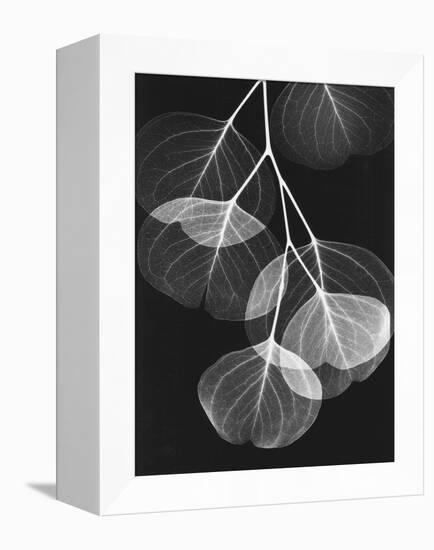 Eucalyptus Xray 2-Albert Koetsier-Framed Stretched Canvas