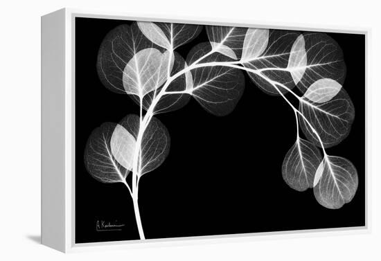 Eucalyptus Xray-Albert Koetsier-Framed Stretched Canvas