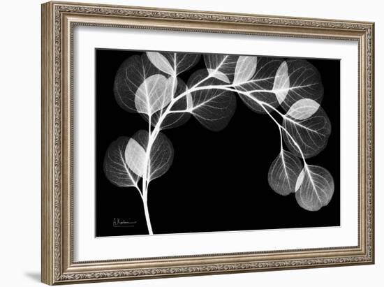 Eucalyptus Xray-Albert Koetsier-Framed Art Print