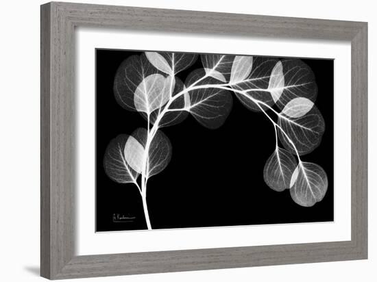 Eucalyptus Xray-Albert Koetsier-Framed Art Print