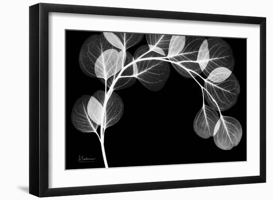 Eucalyptus Xray-Albert Koetsier-Framed Art Print