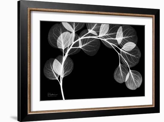 Eucalyptus Xray-Albert Koetsier-Framed Art Print