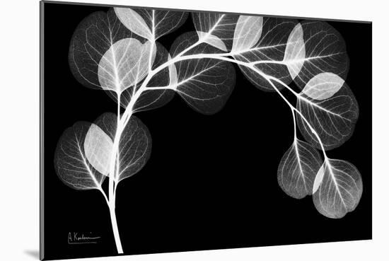 Eucalyptus Xray-Albert Koetsier-Mounted Art Print