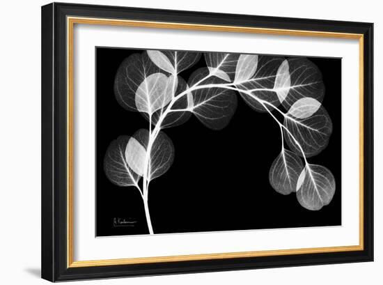 Eucalyptus Xray-Albert Koetsier-Framed Art Print