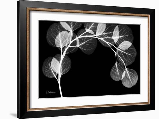 Eucalyptus Xray-Albert Koetsier-Framed Premium Giclee Print