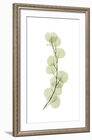 Eucalyptus-Acee-Framed Giclee Print