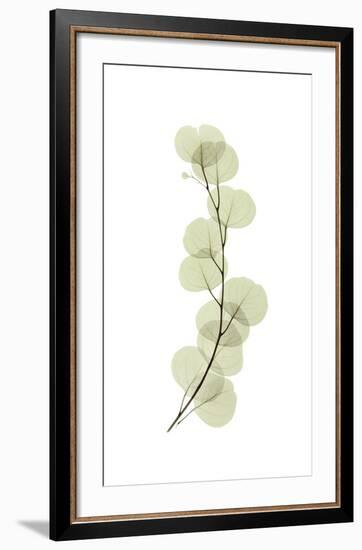 Eucalyptus-Acee-Framed Giclee Print