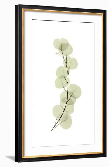 Eucalyptus-Acee-Framed Giclee Print
