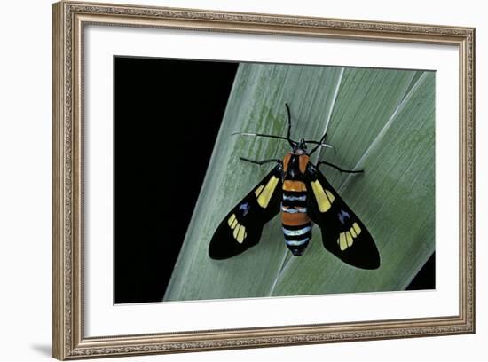 Euchromia Folletii (South African Day-Flying Moth)-Paul Starosta-Framed Photographic Print