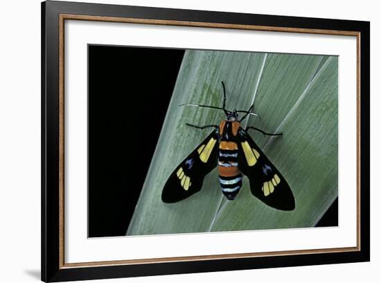 Euchromia Folletii (South African Day-Flying Moth)-Paul Starosta-Framed Photographic Print